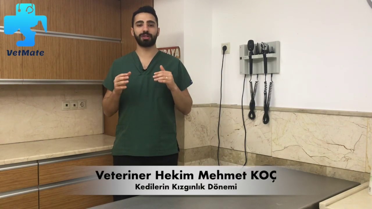 KEDİLERDE KIZGINLIK DÖNEMİ NASIL ATLATILIR ?