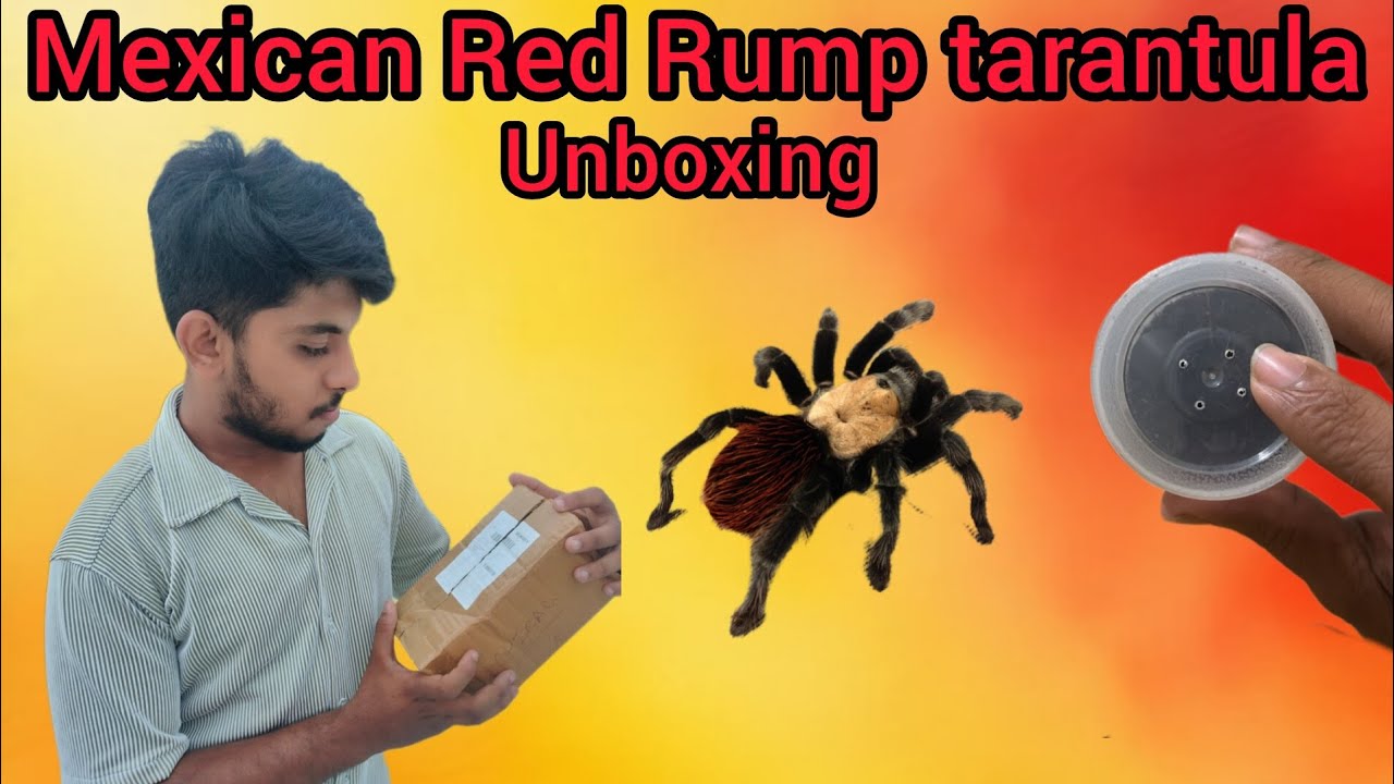 Mexican red Rump tarantula 🕸️🕷️