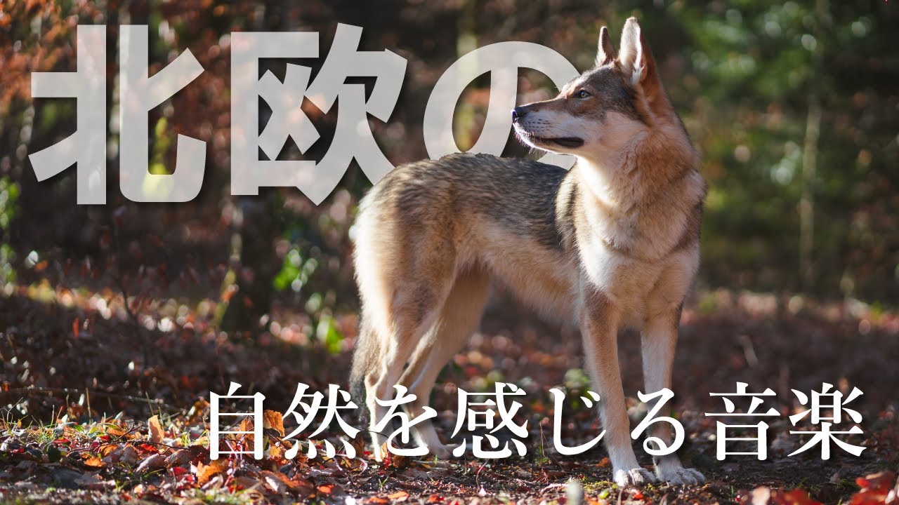 【癒しのBGM】北欧の森を感じるリラクゼーション音楽と美しい自然映像