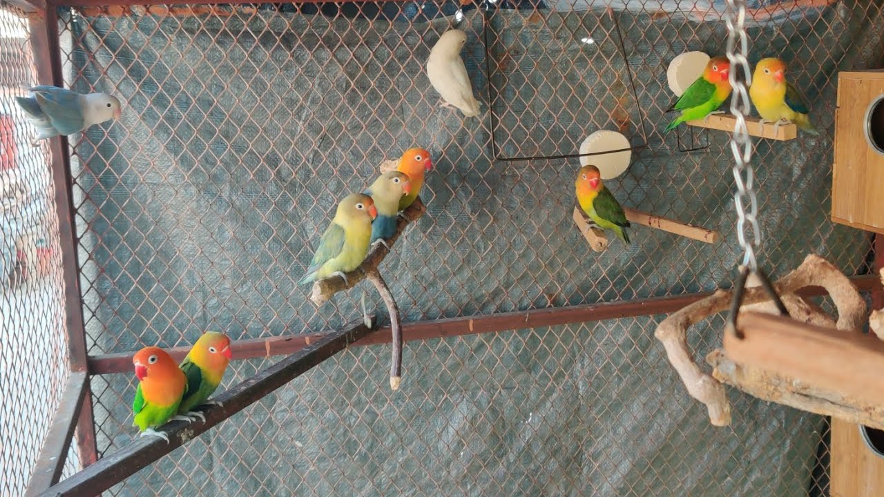 DAY 73🦜 10th RAMADAN😍 #birds 👉@ansarak7747 #budgies #parrot #foryou #minivlog 