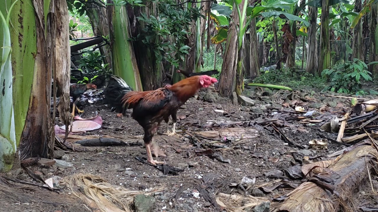 Peaceful Village Morning | Free Range Chickens and Natural Farm Sounds