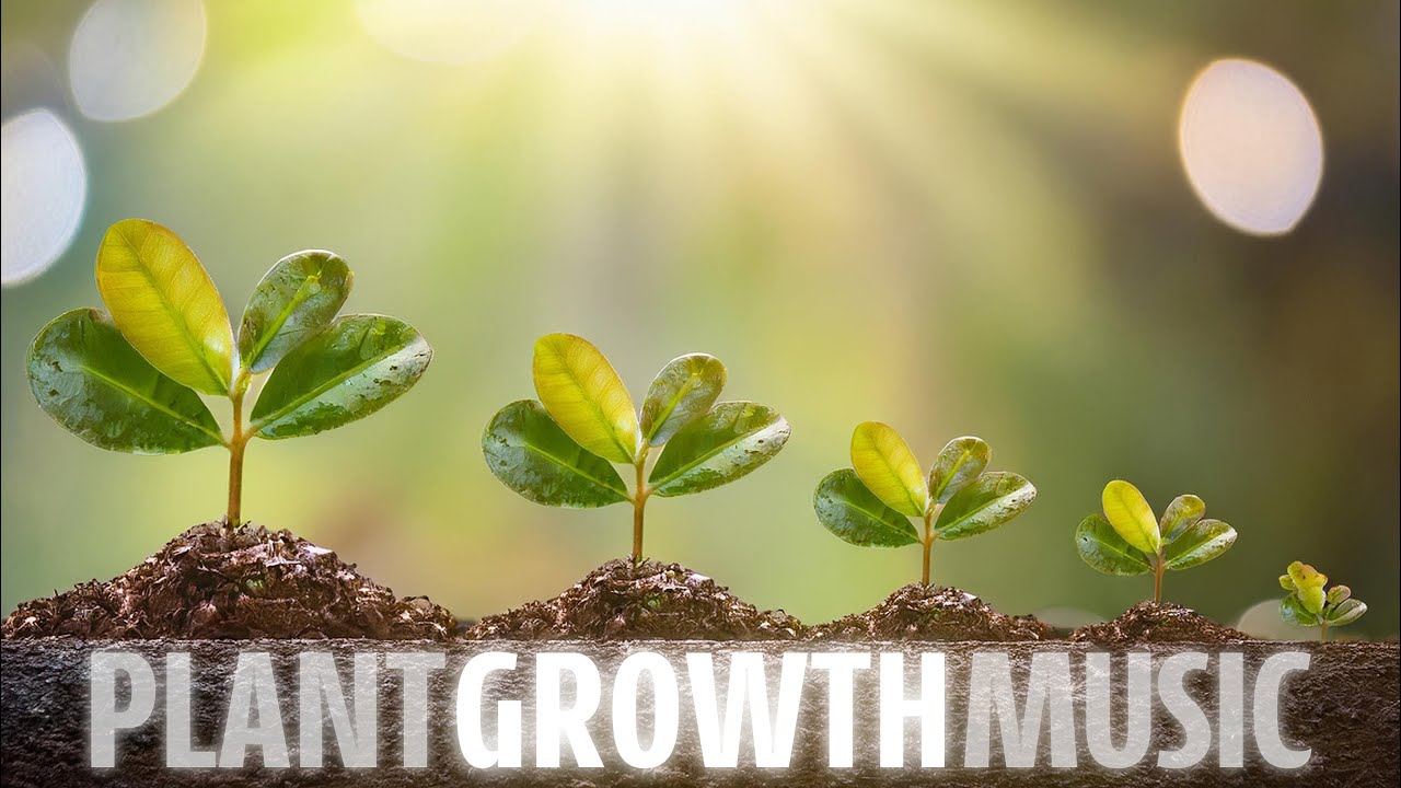 10-Hour 528hz MUSIC for PLANT GROWTH and HAPPINESS🪴Music Stimulation for Plant Health