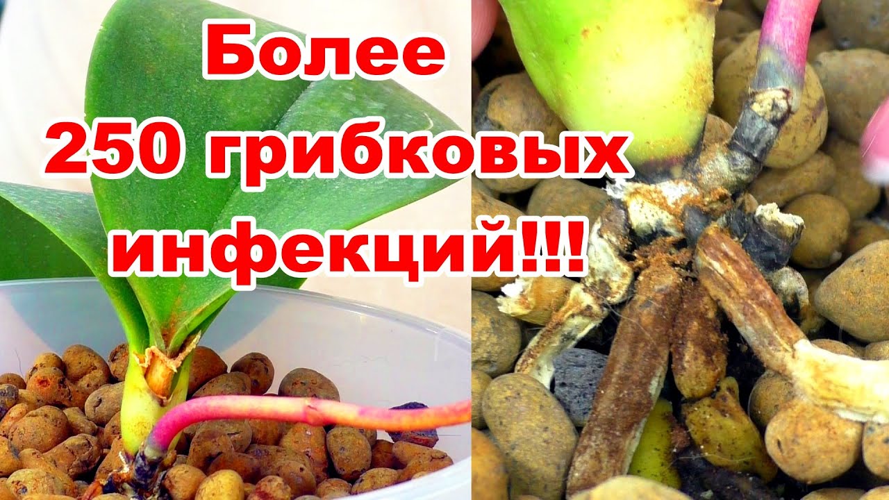 Страшные, НЕИЗЛЕЧИМЫЕ болезни орхидей. Вирусные, Бактериальные, Грибковые заболевания.