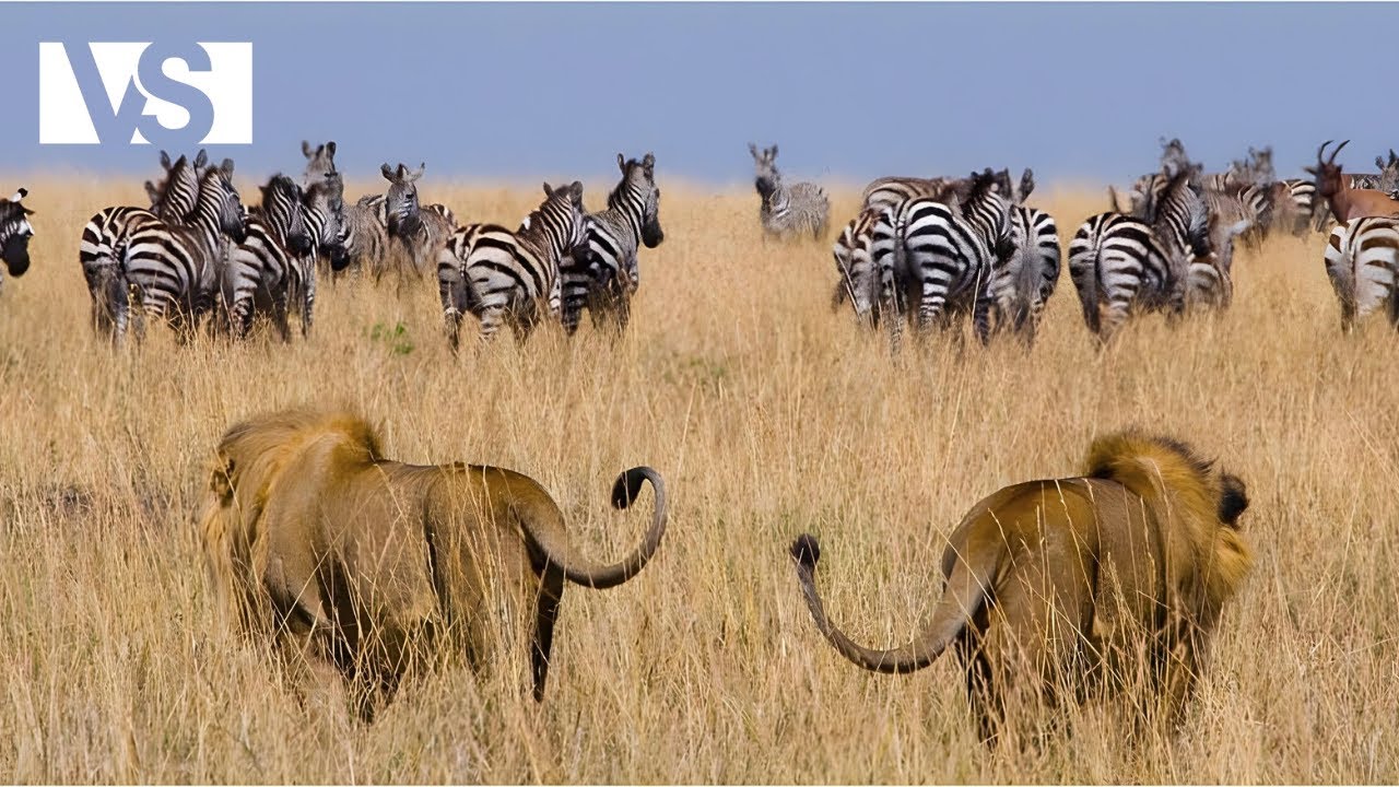 KANGA PAN SAUVAGE | O&ugrave; la Loi du Plus Fort R&egrave;gne Sans Piti&eacute; &ndash; Documentaire Animalier