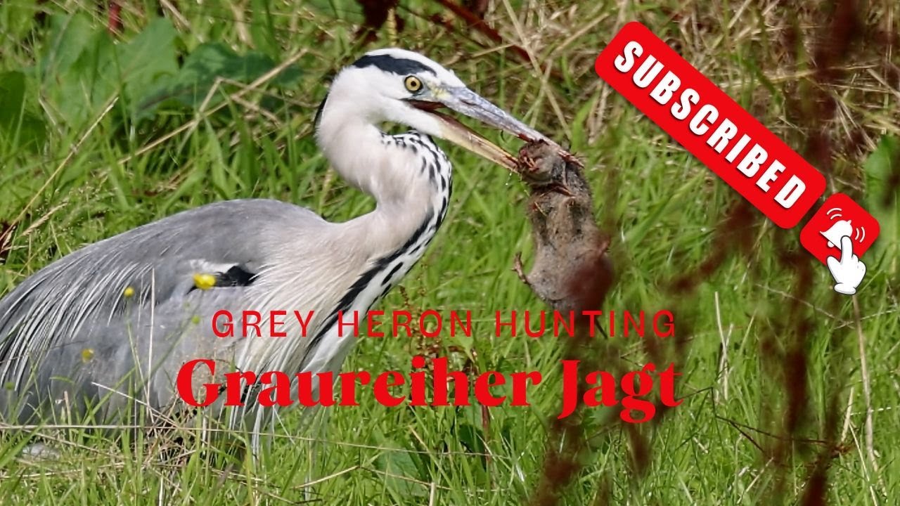 Grey Heron HUNTING - Graureiher auf Jagt - Monster Mouse - Heron catches