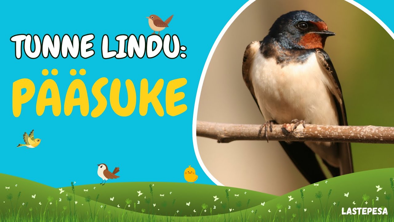 Tunne lindu: P&Auml;&Auml;SUKE