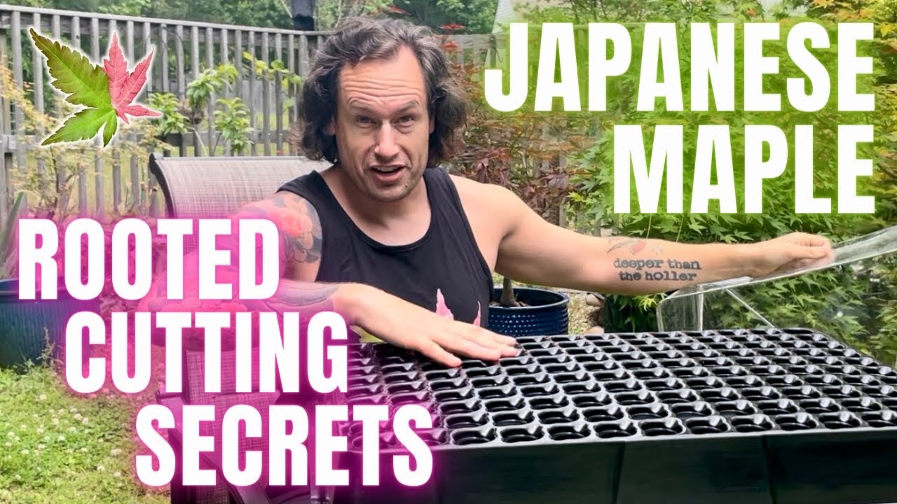 Japanese Maple Rooted Cutting Techniques - Aeroponic Propagation for Bonsai