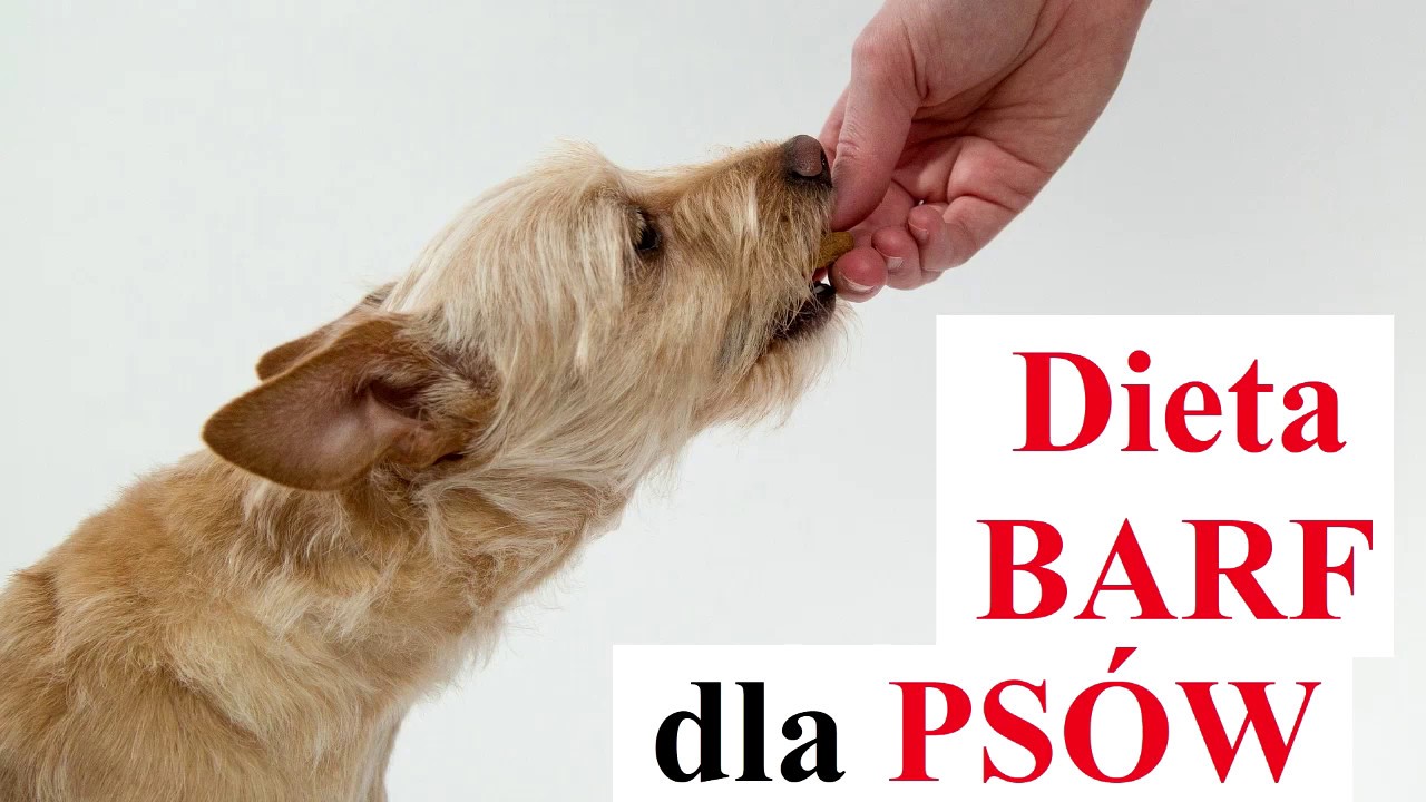 Dieta BARF dla PS&Oacute;W - na czym polega