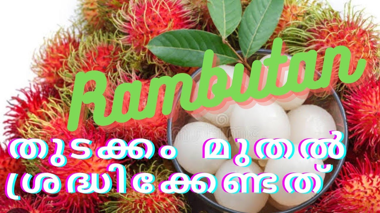 Rambutan കൃഷിയിൽ  തുടക്കം മുതൽ ശ്രദ്ധിക്കേണ്ടത്