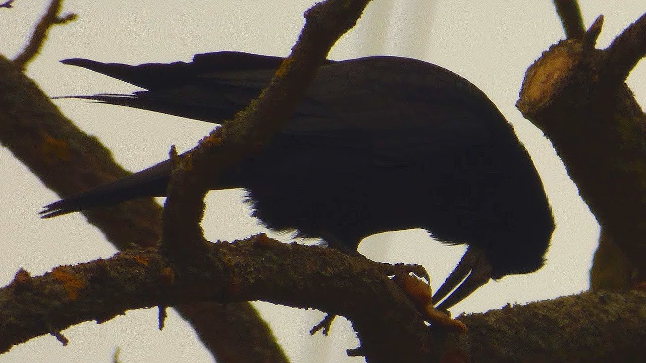 Havran poln&iacute; - The rook (Corvus frugilegus)