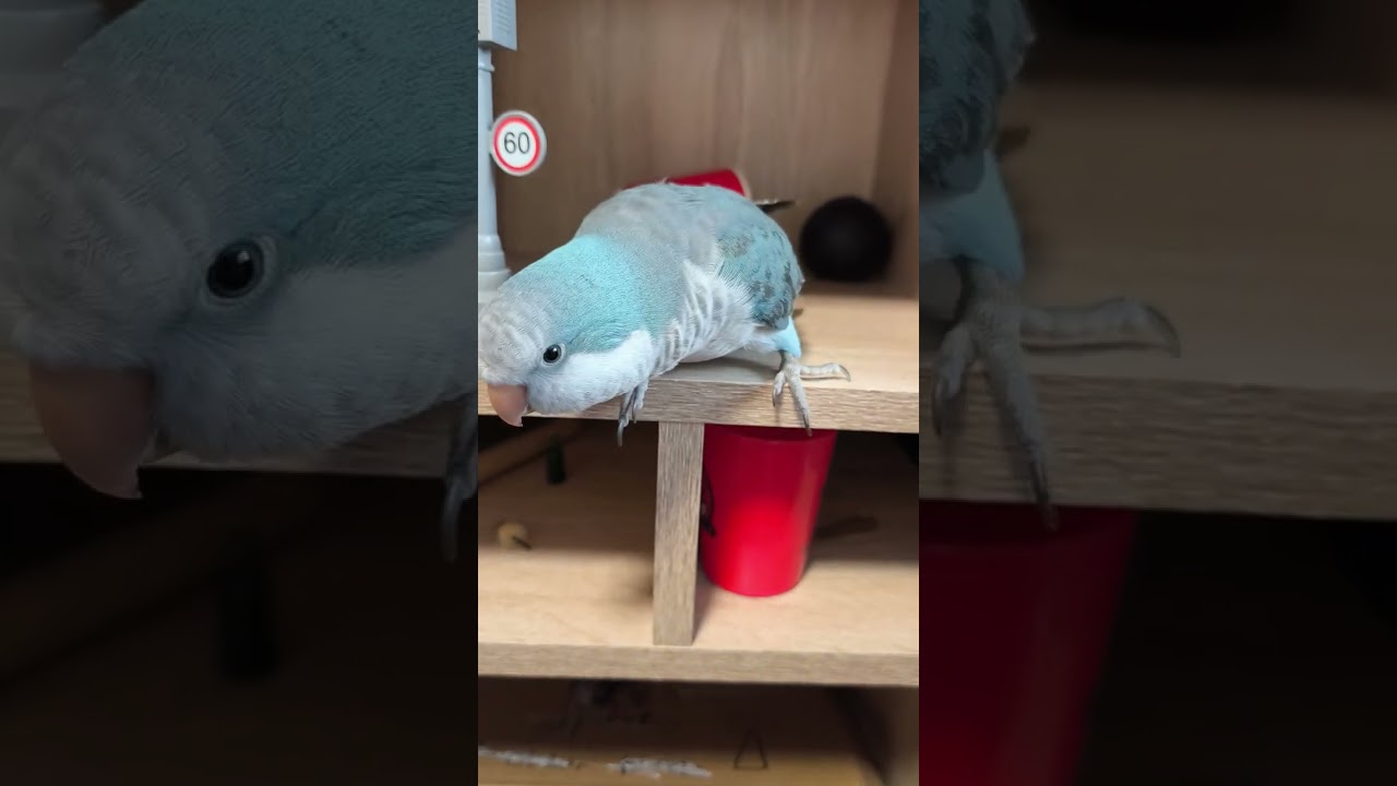 Попугай квакер Чюпа играется🐦🎀