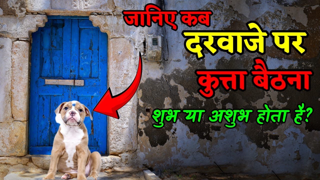 घर के दरवाजे पर कुत्ता बैठना कैसा होता है? शुभ या अशुभ | ghar ke darwaje par baithne se kya hota hai