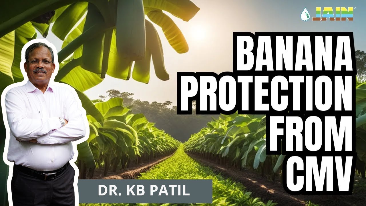 The Shocking Truth about Banana CMV Virus Disease - Must Listen Podcast! 🍌😱