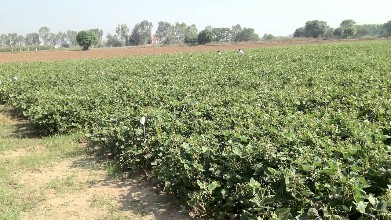 GCTV9: Mungbeans' Promising Future
