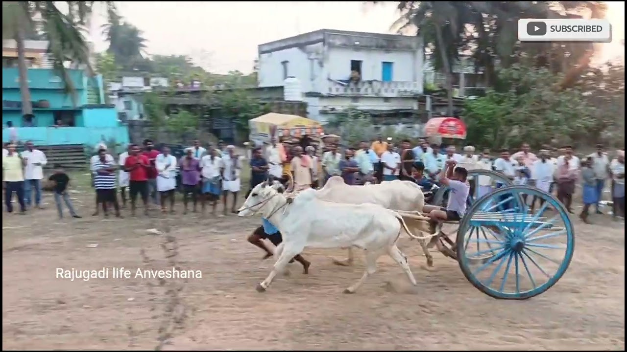 2nd prize 🏆🏆 పరవాడ నాయుడు,భోగి నాయుడు ఎడ్లు ఆనందపురం గ్రామంలో #bull #race #viral 