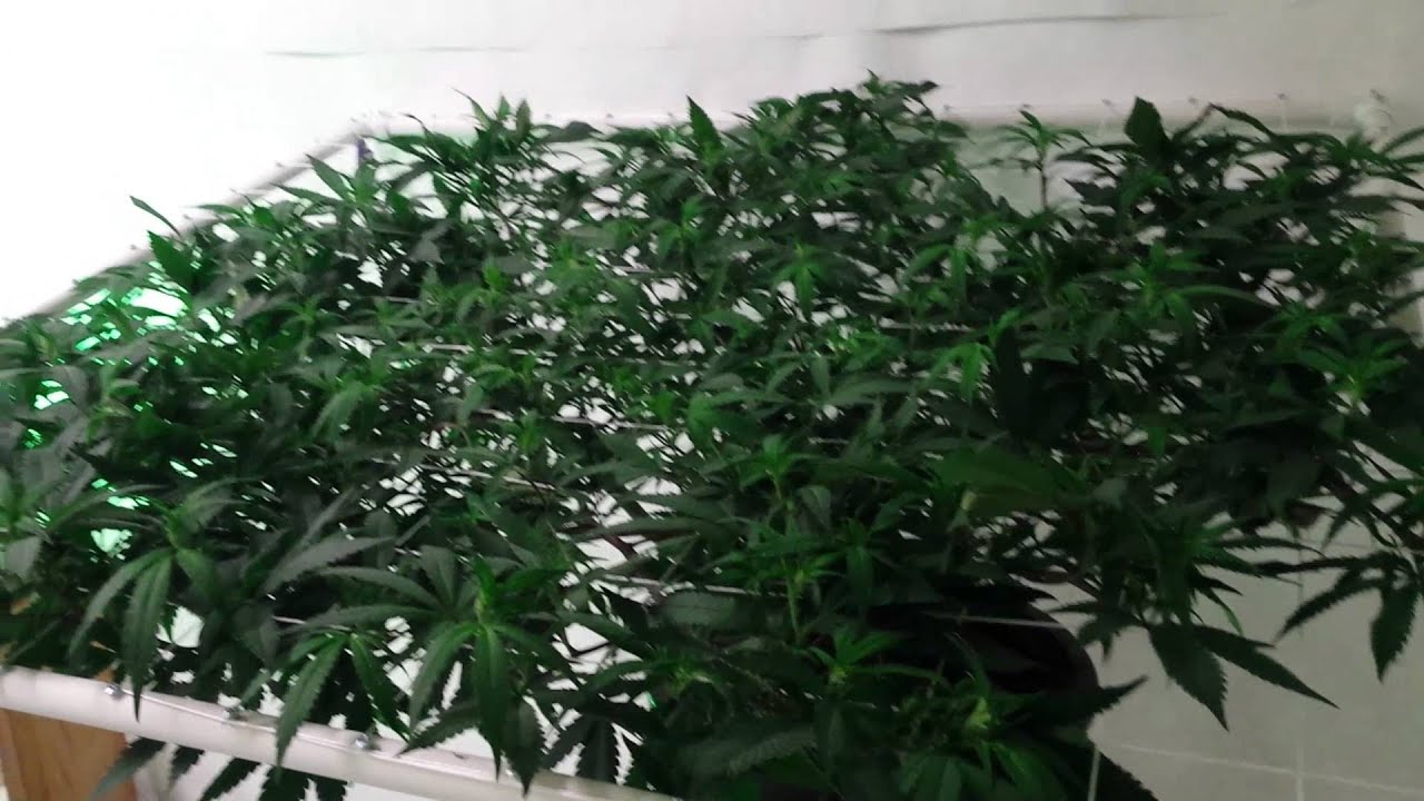 OR recreational marijuana grow Blue Magoo day 9