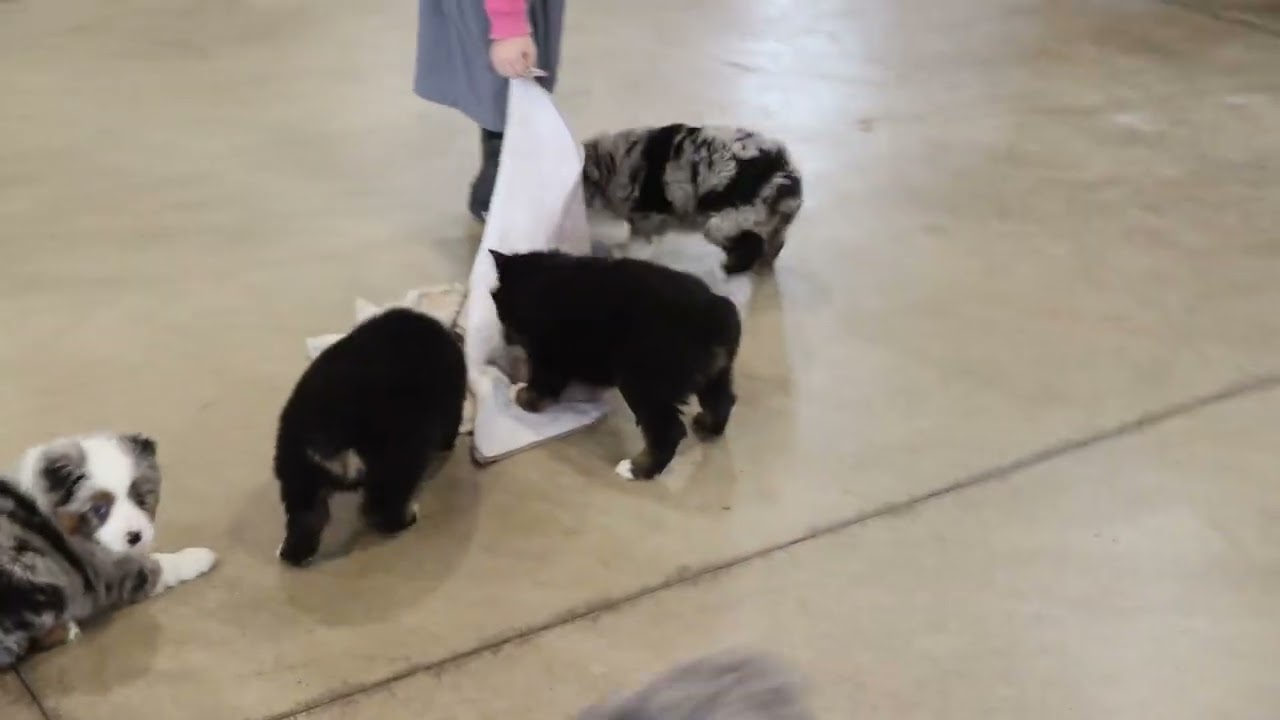 Joe Hershberger's Mini Australian Shepherd Puppies E