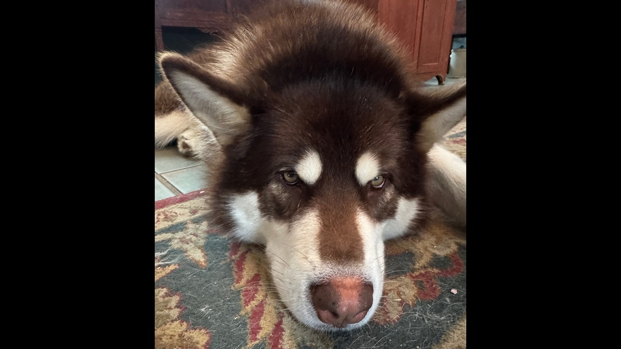 ‼️LIVE ‼️Snowstorm Night Skiing Giant Alaskan Malamute ❄️🌨️#dog #nature #puppy #fun