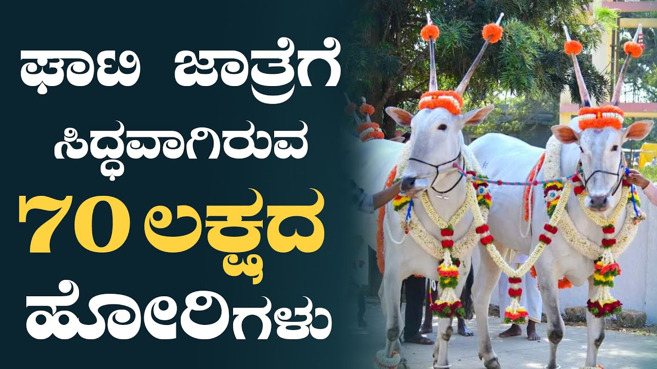 ಘಾಟಿ ಜಾತ್ರೆಗೆ ತಯಾರಾಗುತ್ತಿರುವ 10 ಜೊತೆ ಹೋರಿಗಳು  | Ghati Subrahmanya cattle fair 2023 | #hallikar