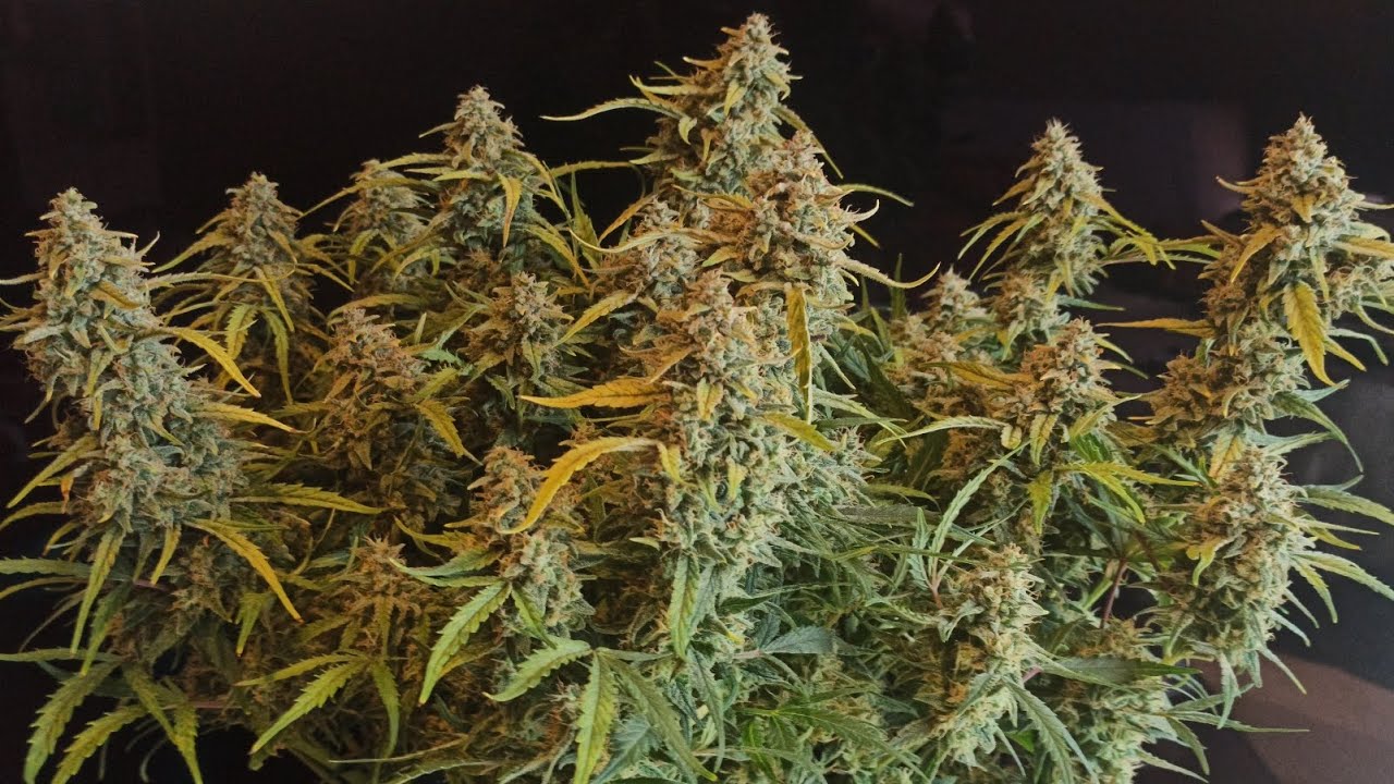 Watermelon Candy Kush - Time Lapse