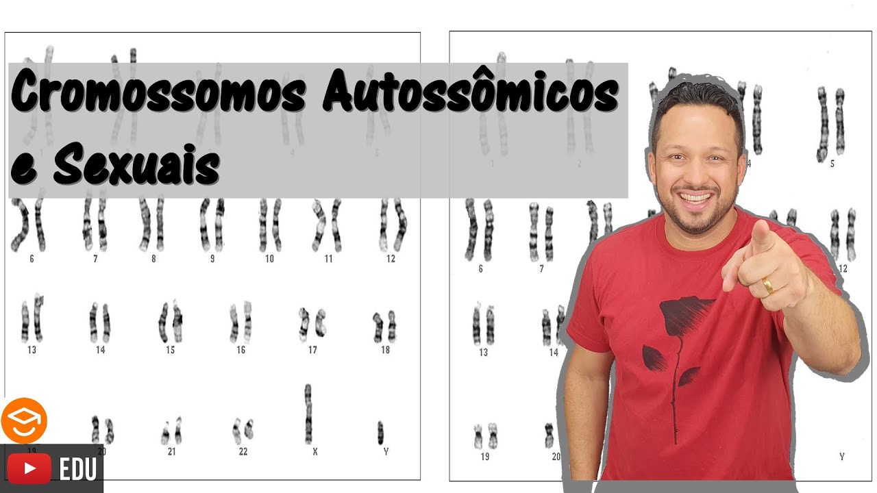 Cromossomos Autoss&ocirc;micos e Cromossomos Sexuais - Tipos de Cromossomos - Gen&eacute;tica