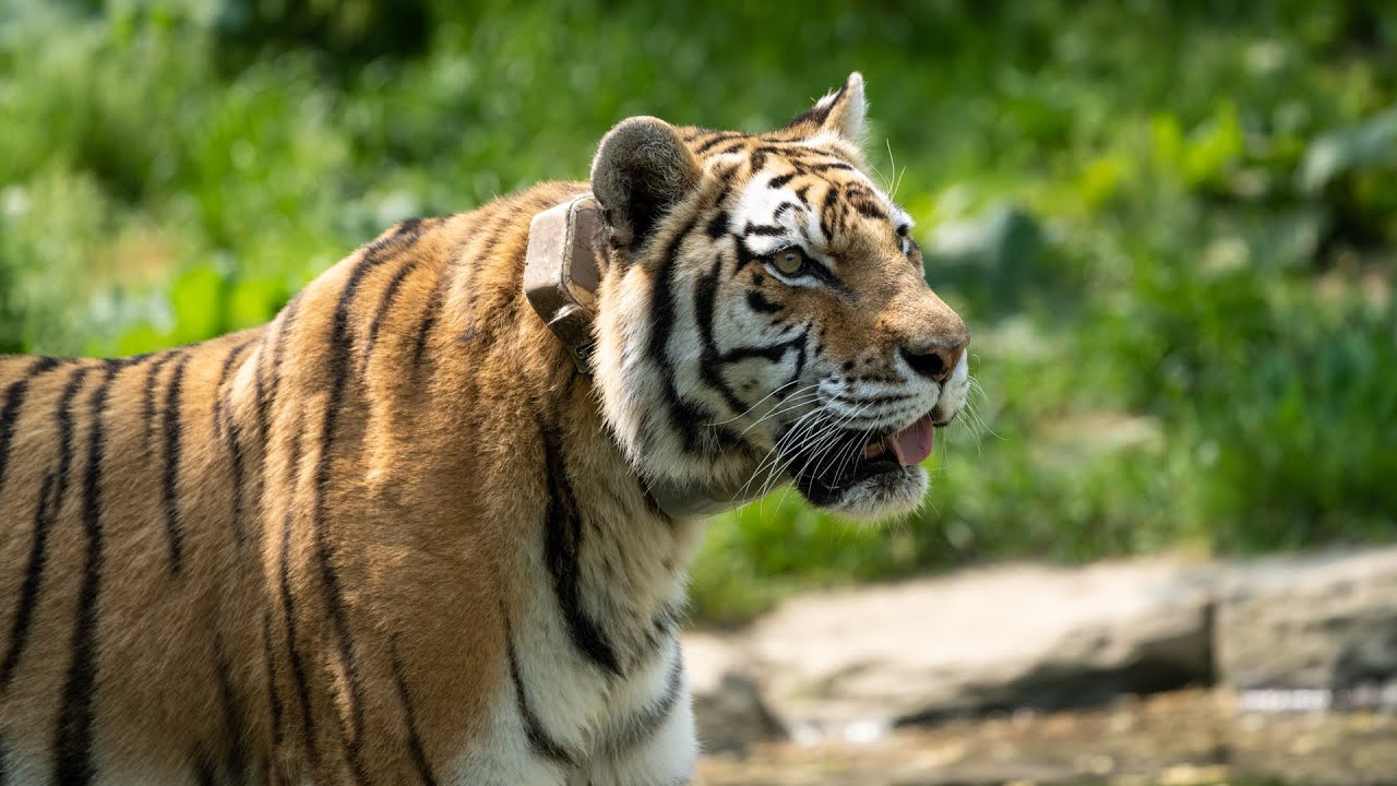 Making A Grrrreat Impact for Tigers!