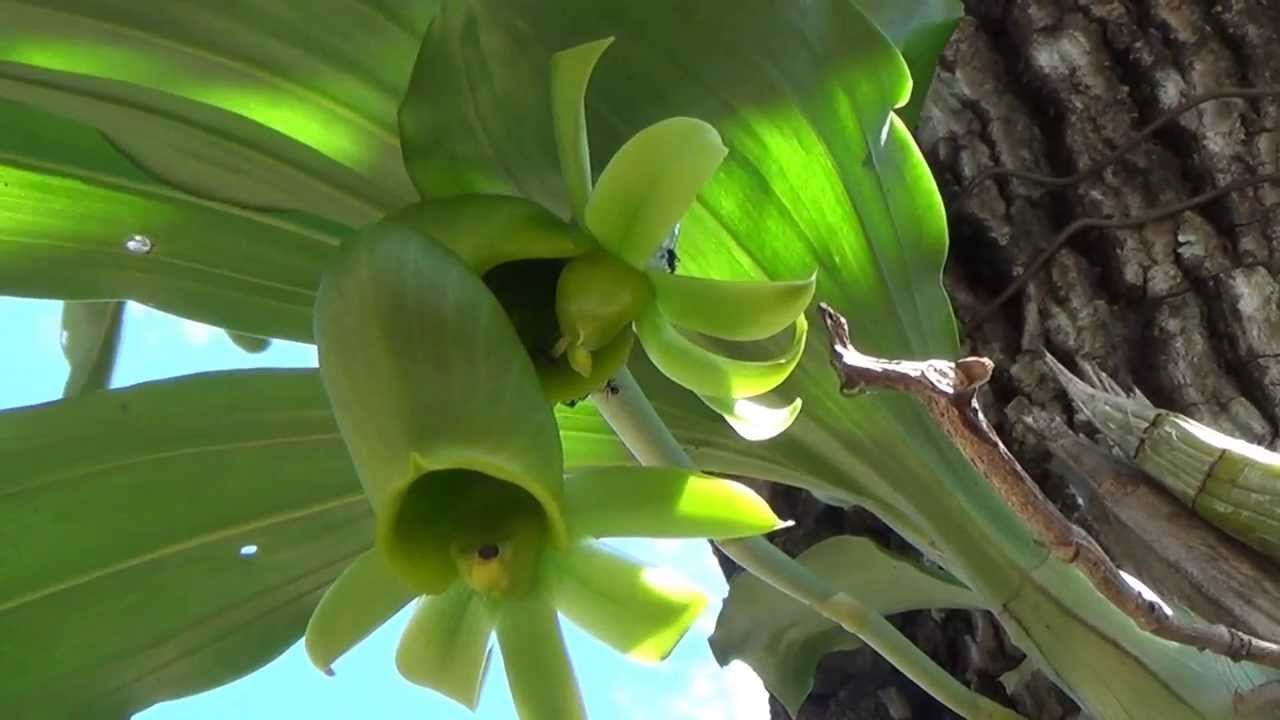 CATASETUM MACROCARPUM, ONDE NASCEM AS ORQU&Iacute;DEAS NA NATUREZA, ORCHID, Planta ep&iacute;fita, Hospedeira.
