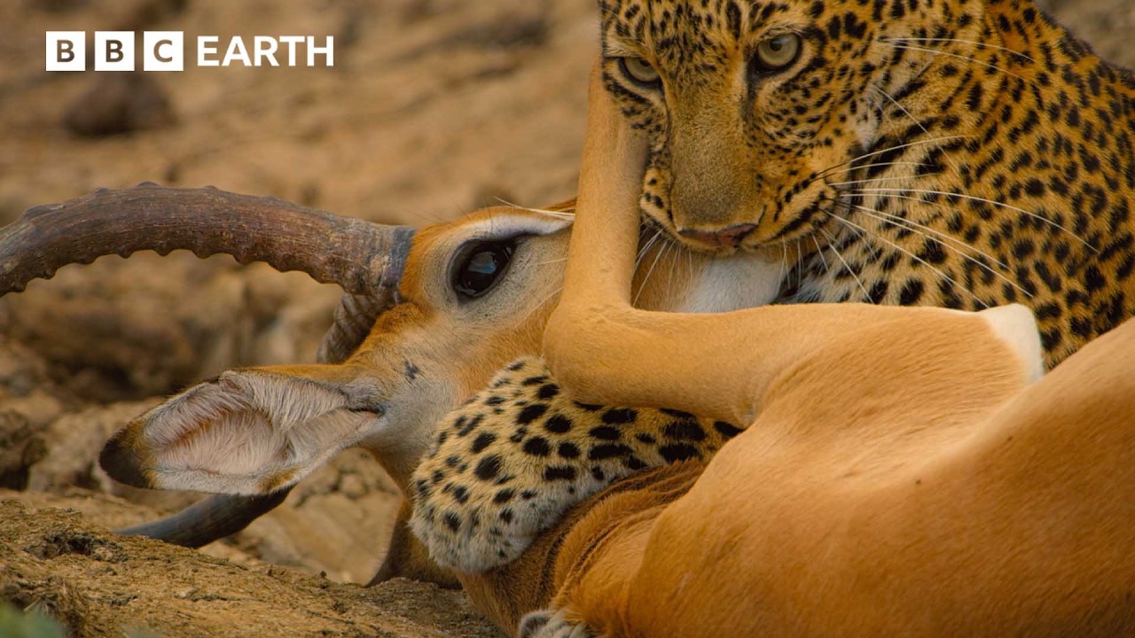 The Most Dramatic Moments from the Natural World | BBC Earth