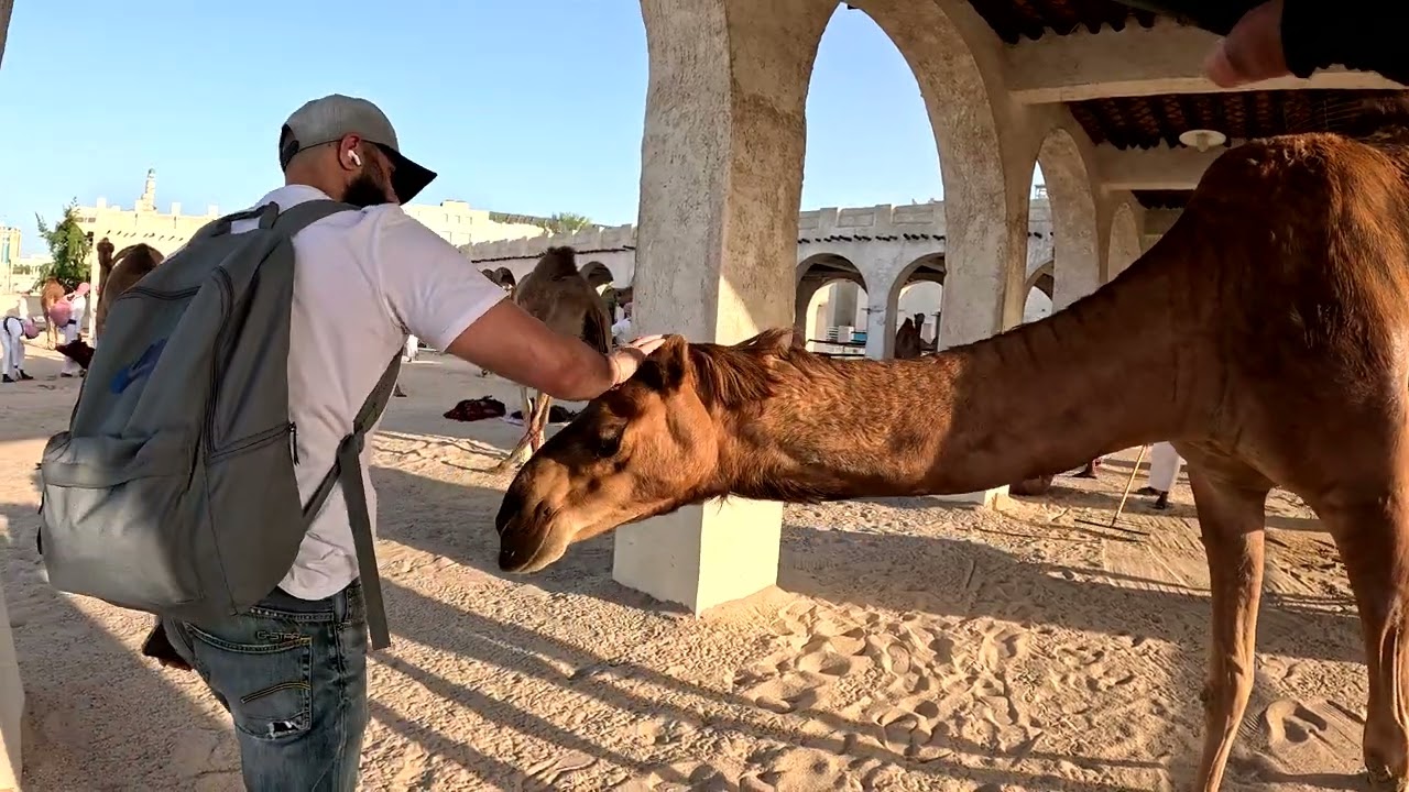 4K Walk & Cycling Amiri Diwan, camels QATAR DOHA live videos anjum swati daily vlogs GoPro hero