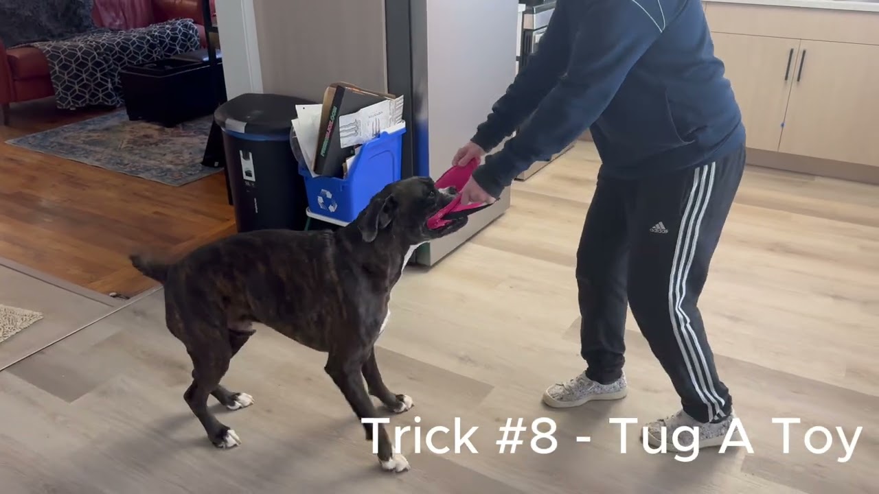 Do More With Your Dog! | Lupin's Novice Trick Dog