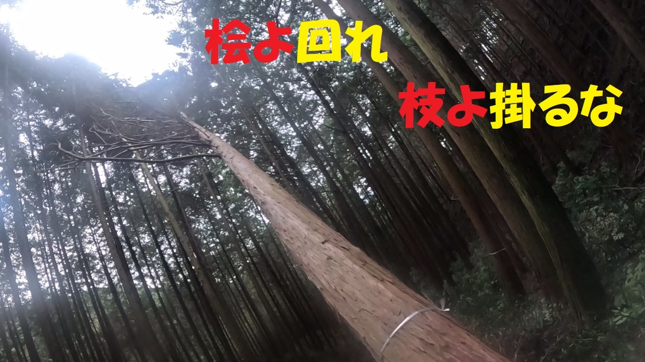 大きな桧を一人で間伐346xp