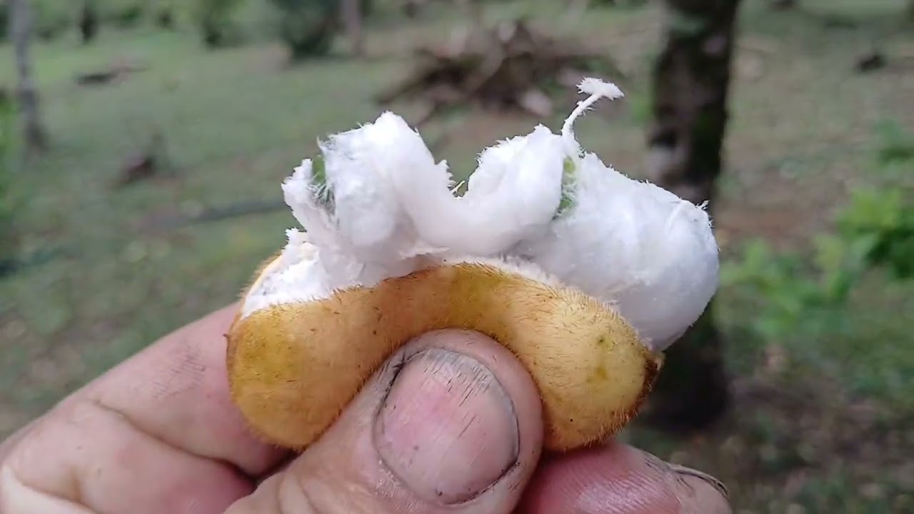 Nosas frutiferas estao lindas