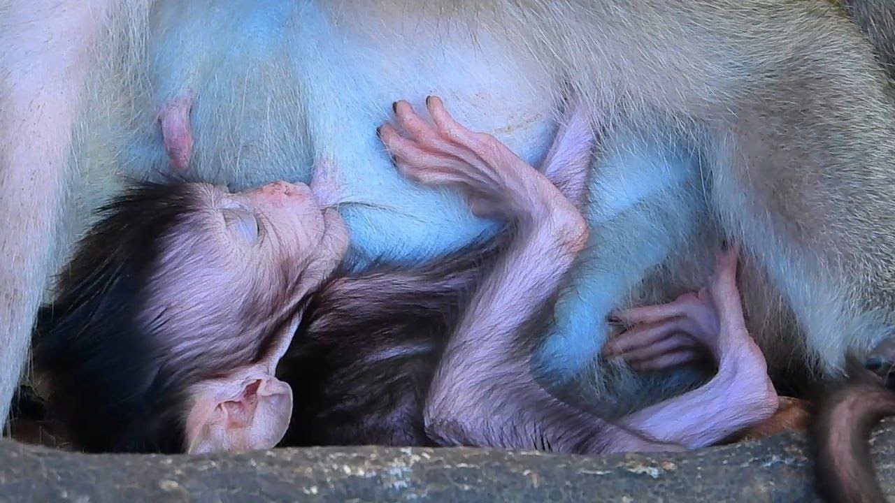 Super CutestbabyMonkey RaisedFour legs up sticking Mom to Keep his bodystay-still &enjoyfeeding Milk