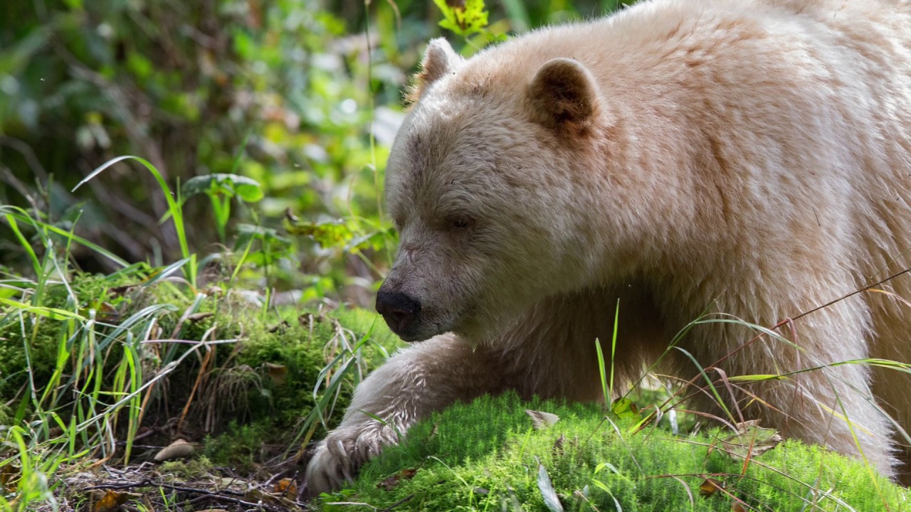 Greatbear Rainforest with Bluewateradventures.com