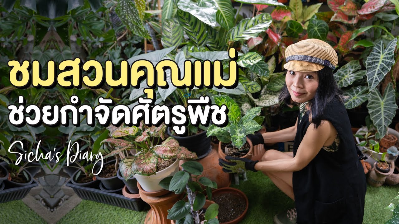พาชมสวนคุณแม่ ช่วยกำจัดศัตรูพืช #ดูแลสวน #สวนข้างบ้าน