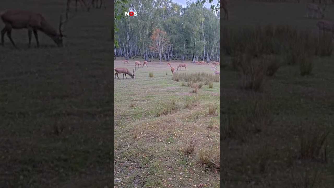 500 uur live op tv: beelden van een bos