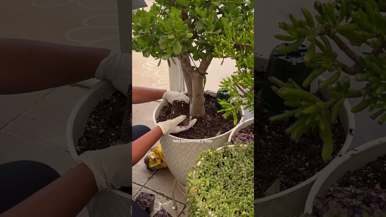 Cómo tener un jade gigante árbol de la abundancia 