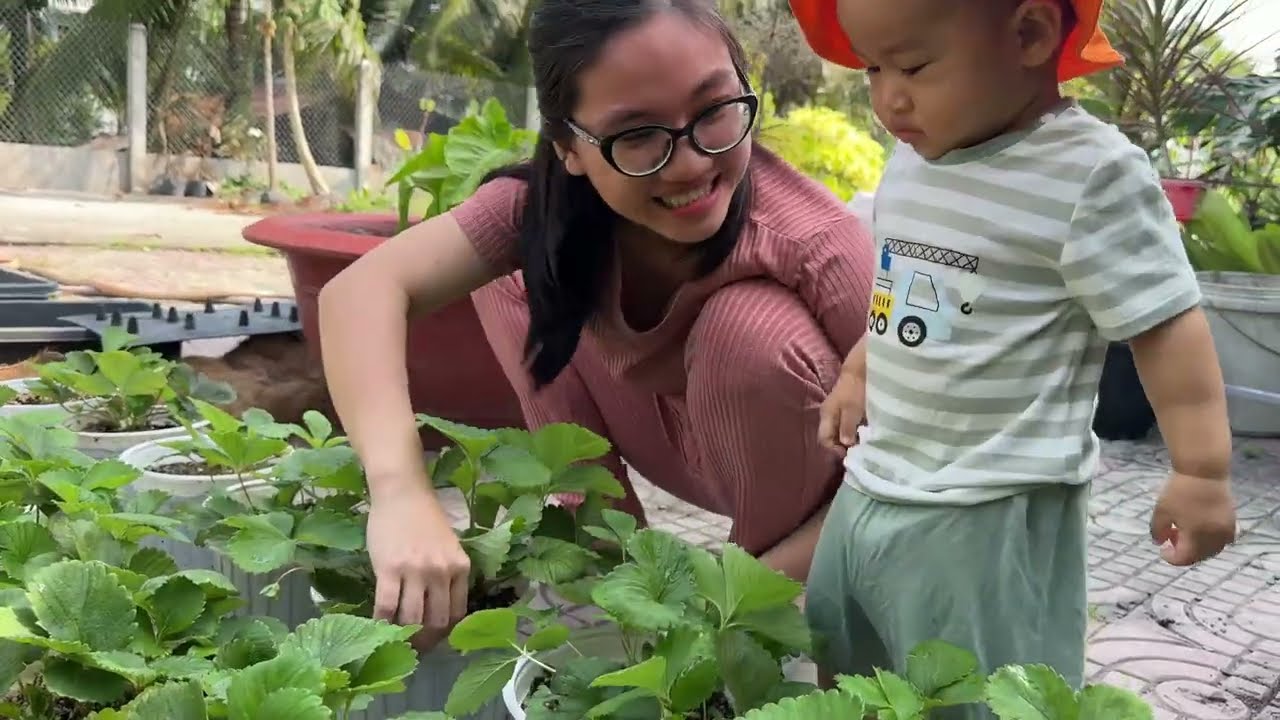 Panda Hái Và Ăn Dâu Tây Cha Trồng | Panda 15th