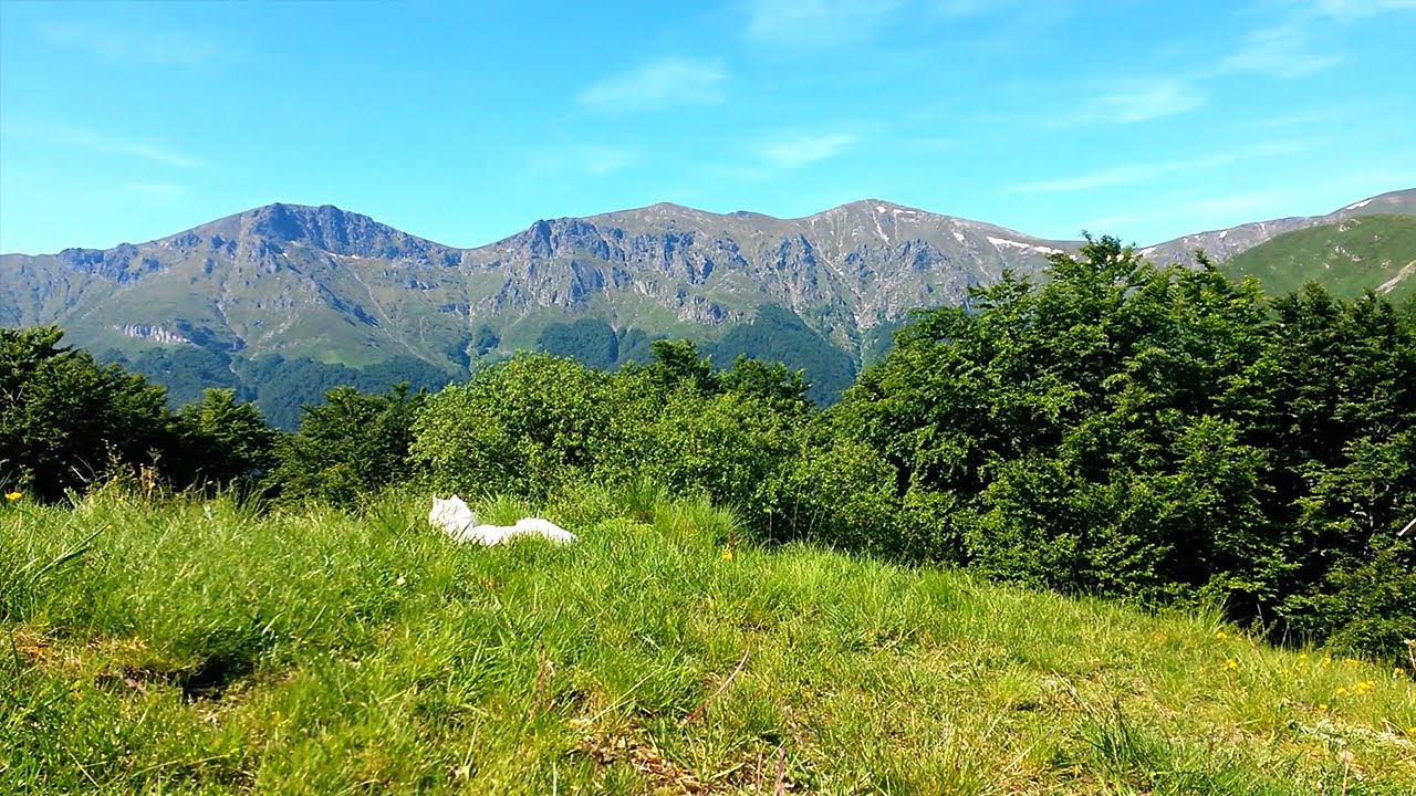 Summer Ambience of Meadow and Mountains. Sound of Swallows