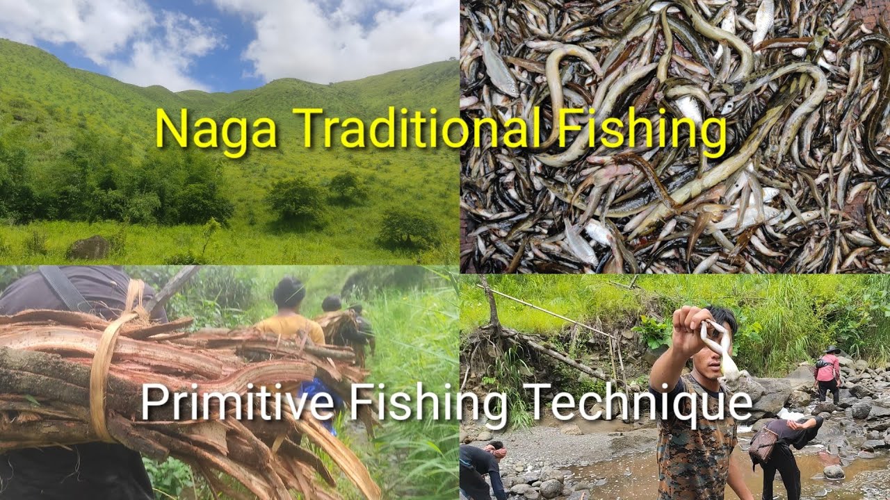 Nagaland Traditional Fishing|#PrimitiveFishingTechnique|@AkufitzNaga