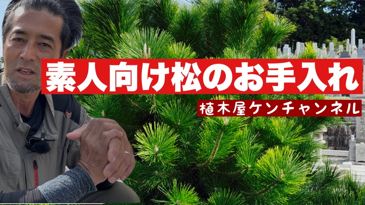 松の剪定が初心者でも出来る様になる魔法の動画【黒松剪定】