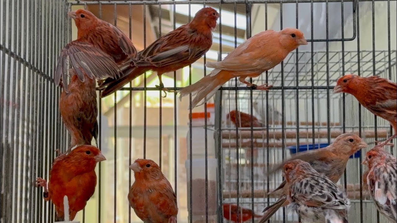 Oportunidade! Canários a venda filhotes e adultos selecionados 🐥🐥