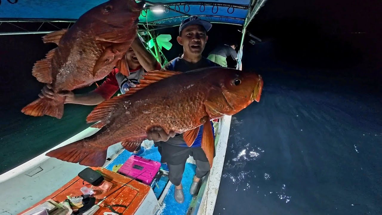 JACKPOT 2 IKAN MERAH BABON❗️❗️