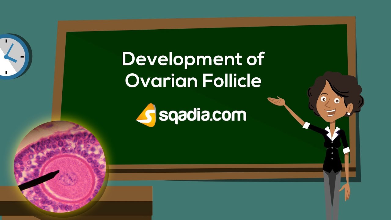 Development of Ovarian Follicle | Embryology Anatomy Animation | V-Learning&trade; | sqadia.com