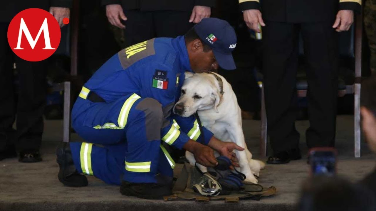 Se jubila 'Frida', perrita rescatista del 19-S