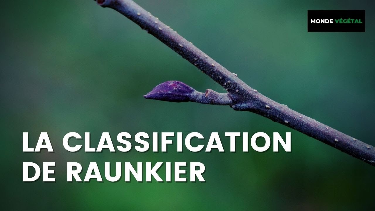 CLASSIFICATION DE RAUNKIER : Phanérophyte, Géophyte, Chamaephyte (extrait)