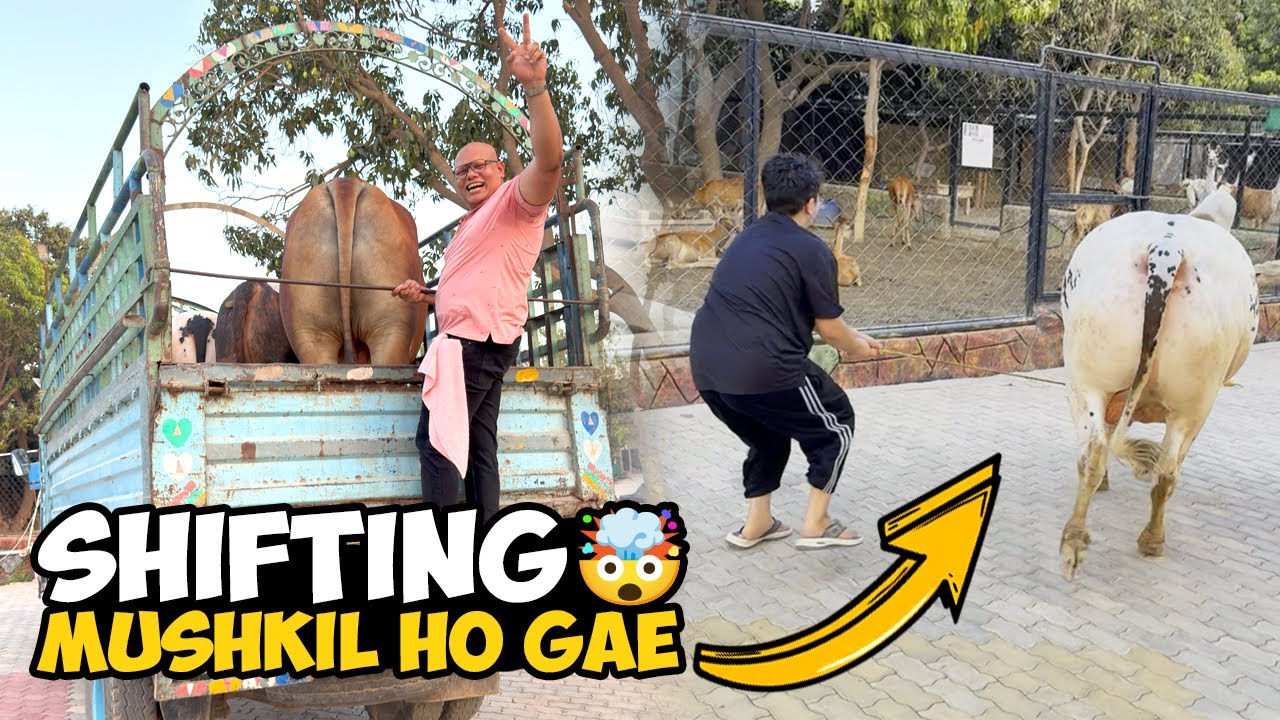 Sare Janwar Ghar Shift Kar Diye 🐄🐐 | Planning for Yak Exhibition 🦬 | BT Farm Stories