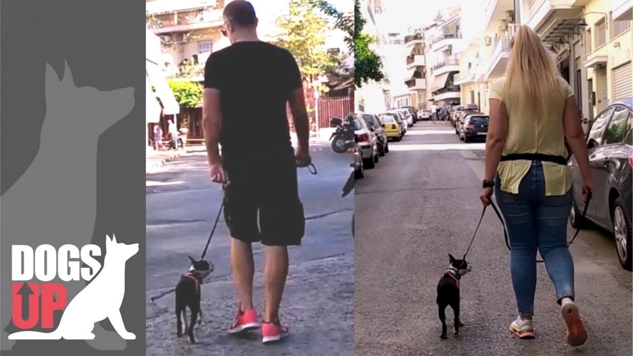 Boston Terrier Βασική Εκπαίδευση με δύο χειριστές