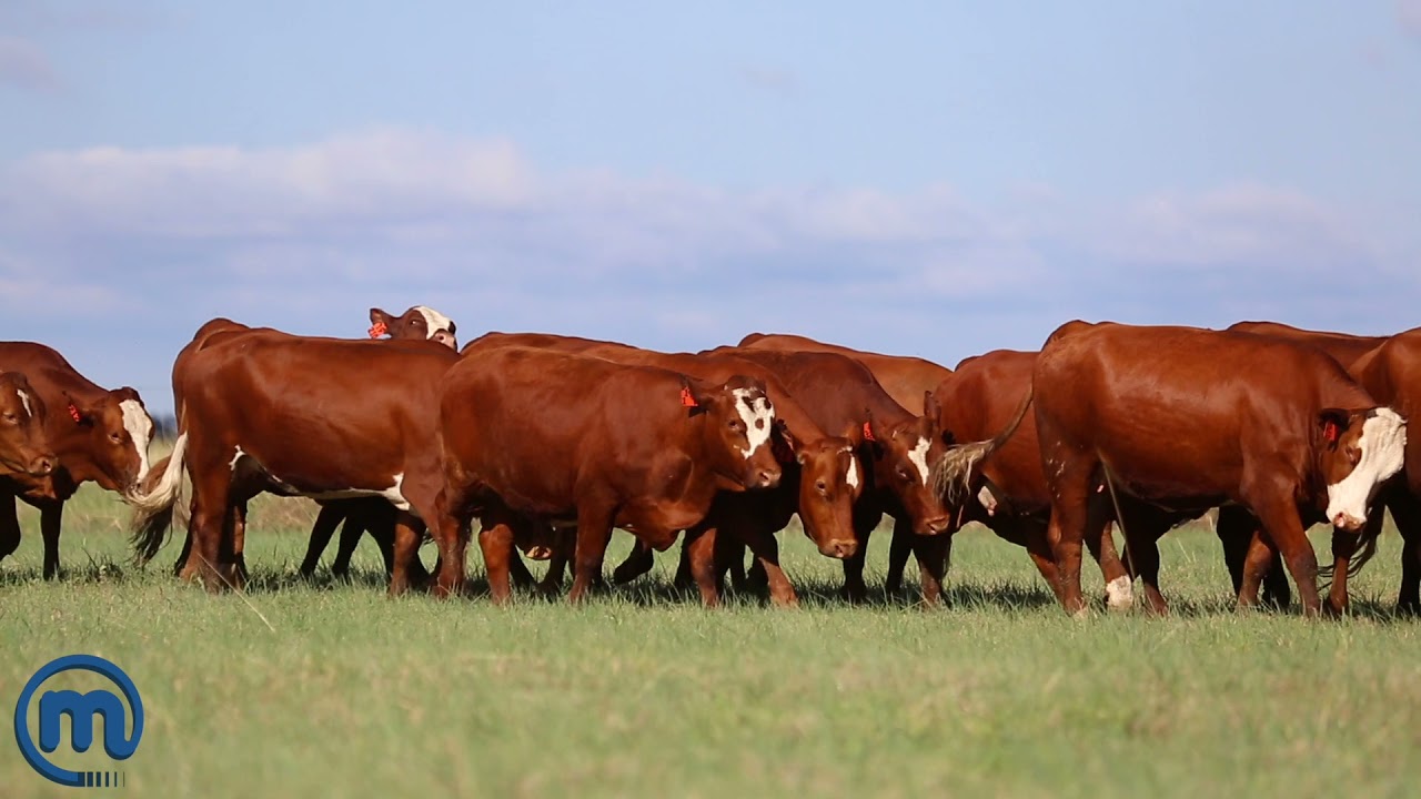 Beautiful group of Simbra cows and calves