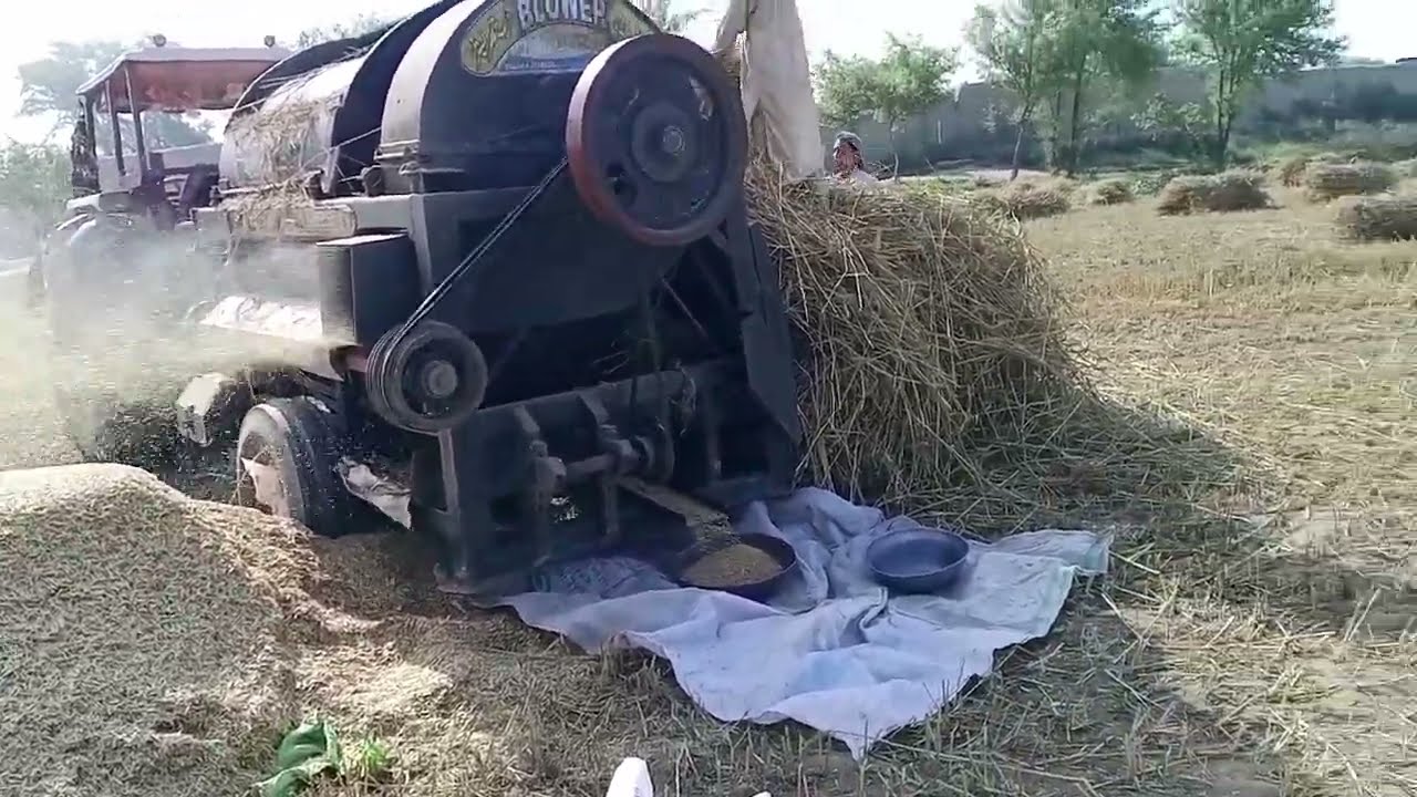 Massey Tractor And Thresher Wheat Cutting Video 😭|| Performance By Mf375 Tractor || Tractor Thresher